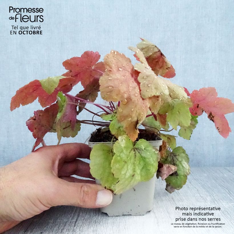 Spécimen de Heucherella Redstone Fall Godet de 8/9 cm tel que livré en automne