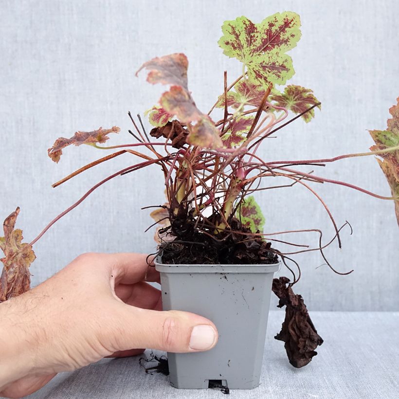 Spécimen de Heucherella Solar Power Godet de 8/9 cm tel que livré en automne