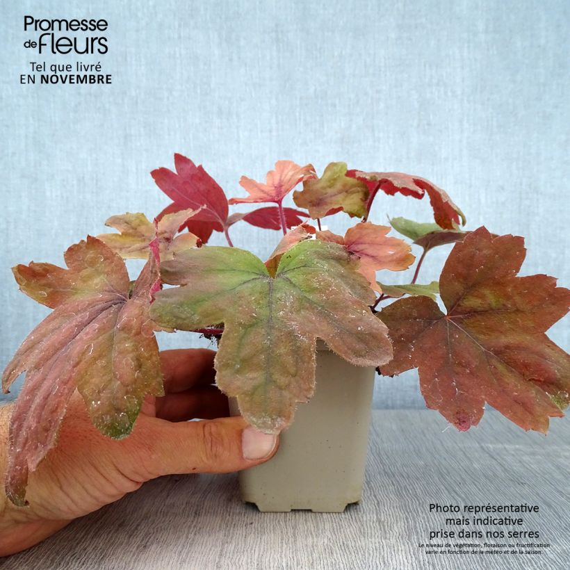 Spécimen de Heucherella Sweet Tea Godet de 8/9 cm tel que livré en automne