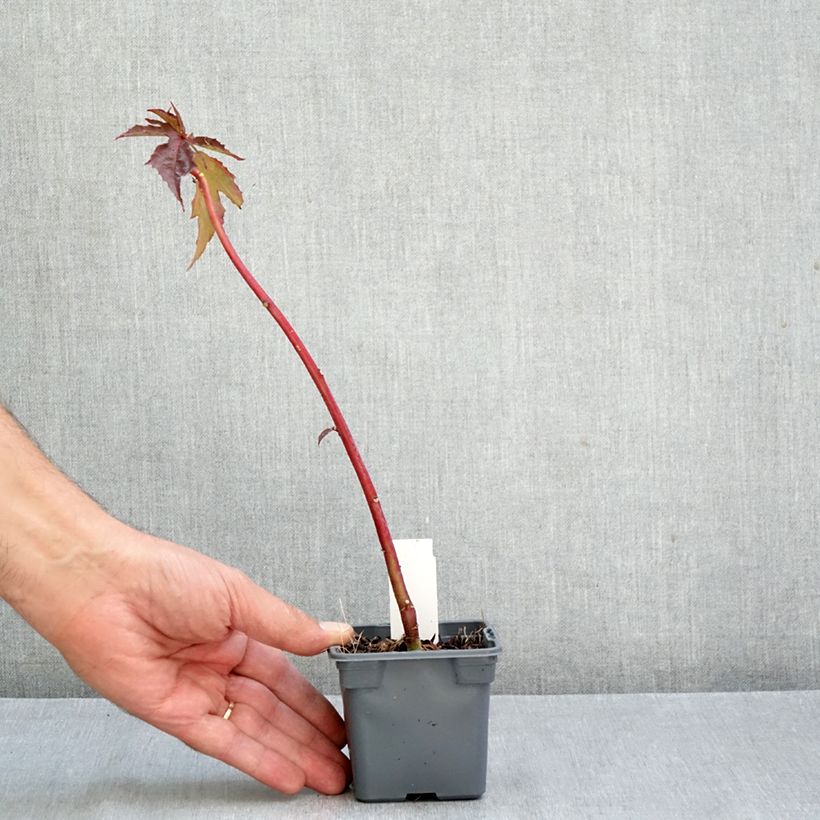 Spécimen de Hibiscus moscheutos Carousel Ghost - Hibiscus des marais Godet de 8/9 cm tel que livré en automne