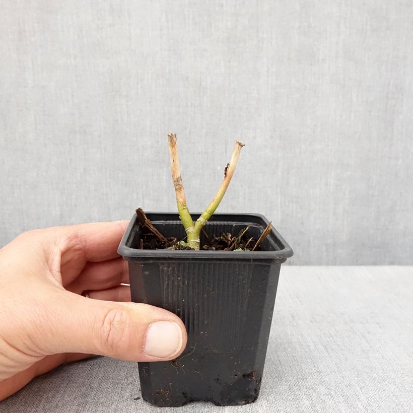 Spécimen de Hibiscus moscheutos Carousel Ghost - Hibiscus des marais Godet de 8/9 cm tel que livré au printemps