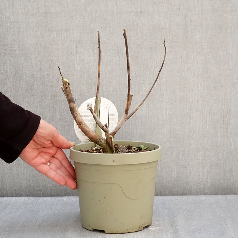 Spécimen de Hibiscus moscheutos Carousel Ghost - Hibiscus des marais Pot de 3L/4L tel que livré en hiver