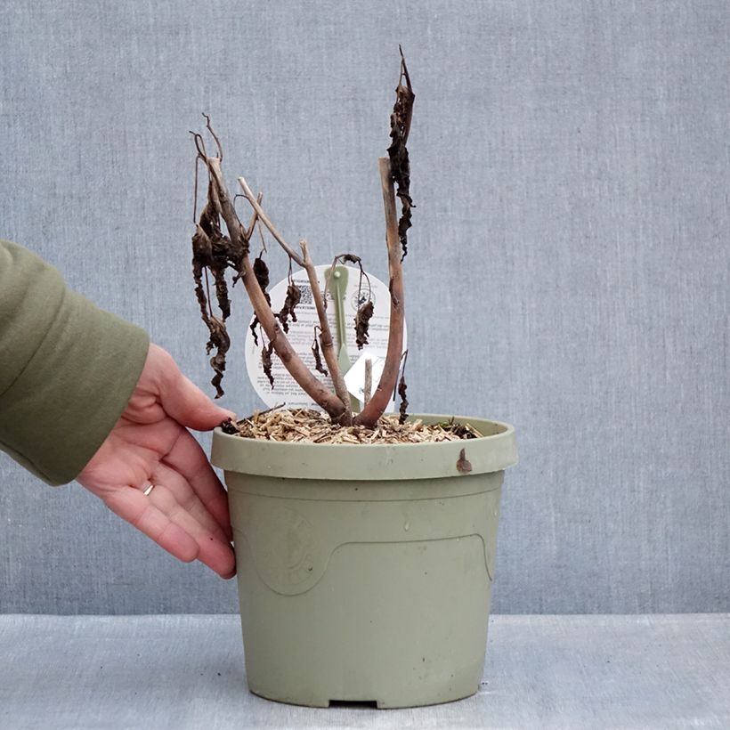 Spécimen de Hibiscus moscheutos Geant Red - Hibiscus des marais Pot de 3L/4L tel que livré en hiver