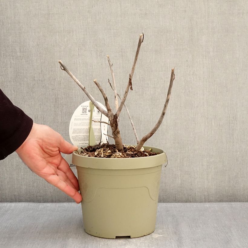 Spécimen de Hibiscus moscheutos Pink Candy - Hibiscus des marais Pot de 1L/1,5L tel que livré en hiver