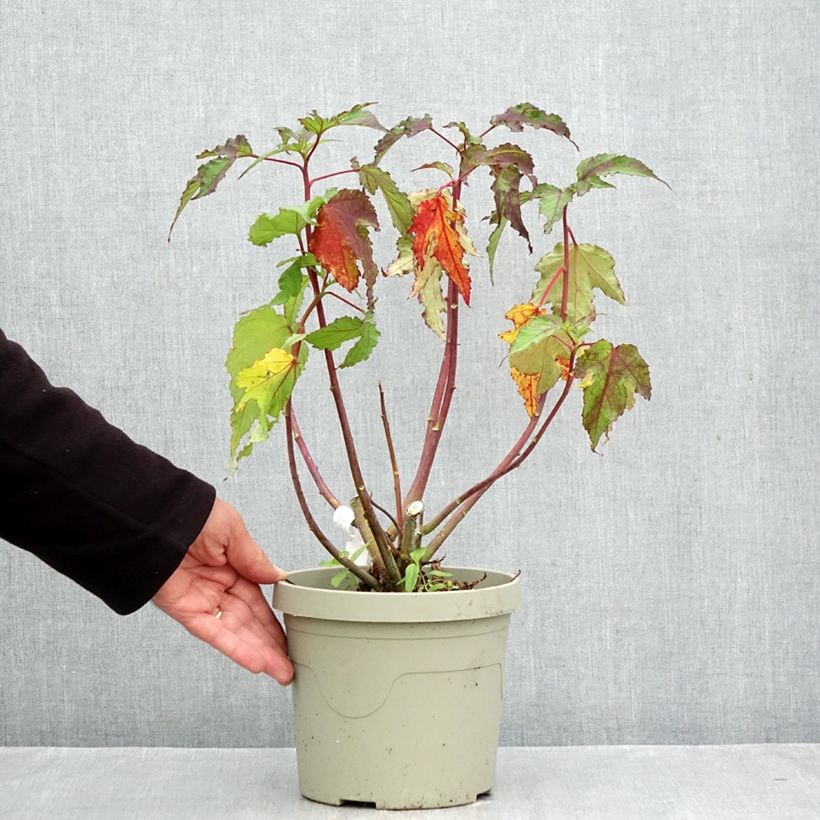 Spécimen de Hibiscus moscheutos Pink Candy - Hibiscus des marais Pot de 3L/4L tel que livré en automne