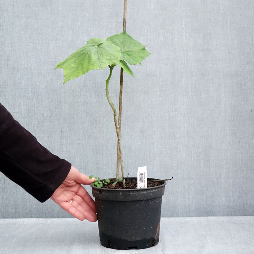 Spécimen de Hibiscus paramutabilis  Pot de 2L/3L tel que livré en automne