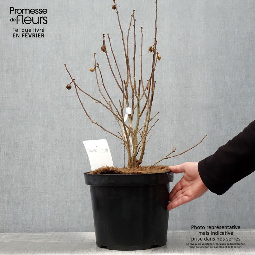 Spécimen de Hibiscus Pink Giant - Althéa rose à coeur rouge Pot de 7,5L/10L tel que livré en hiver