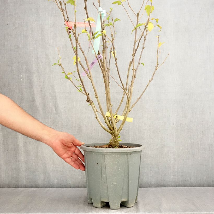 Spécimen de Hibiscus Pink Giant - Althéa rose à coeur rouge Pot de 7,5L/10L tel que livré en automne