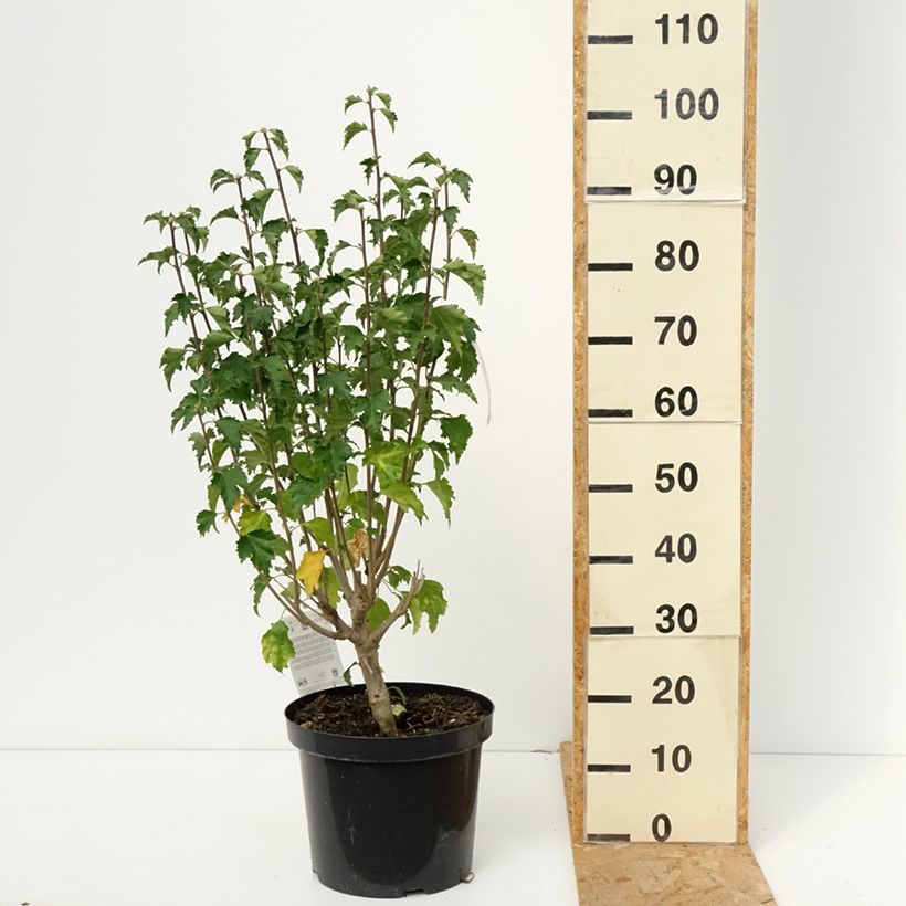 Spécimen de Hibiscus Rose Moon - Althéa rose à coeur rouge Pot de 7,5L/10L tel que livré en automne