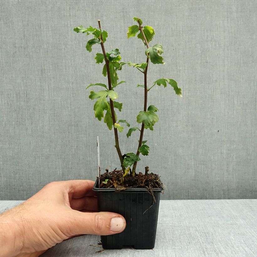 Spécimen de Hibiscus syriacus Admiral Dewey - Althéa blanc double Godet de 8/9 cm tel que livré en automne