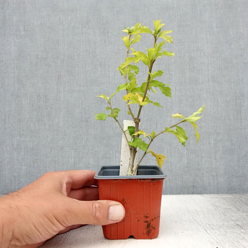 Spécimen de Hibiscus syriacus Admiral Dewey - Althéa blanc double Godet de 8/9 cm tel que livré en été