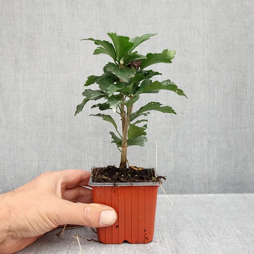 Spécimen de Hibiscus syriacus Ardens - Althéa double Godet de 8/9 cm tel que livré en automne