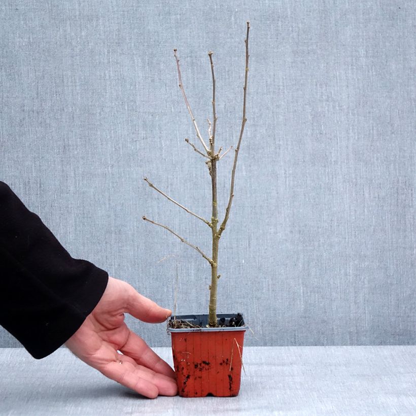 Spécimen de Hibiscus syriacus Ardens - Althéa double Godet de 8/9 cm tel que livré en hiver