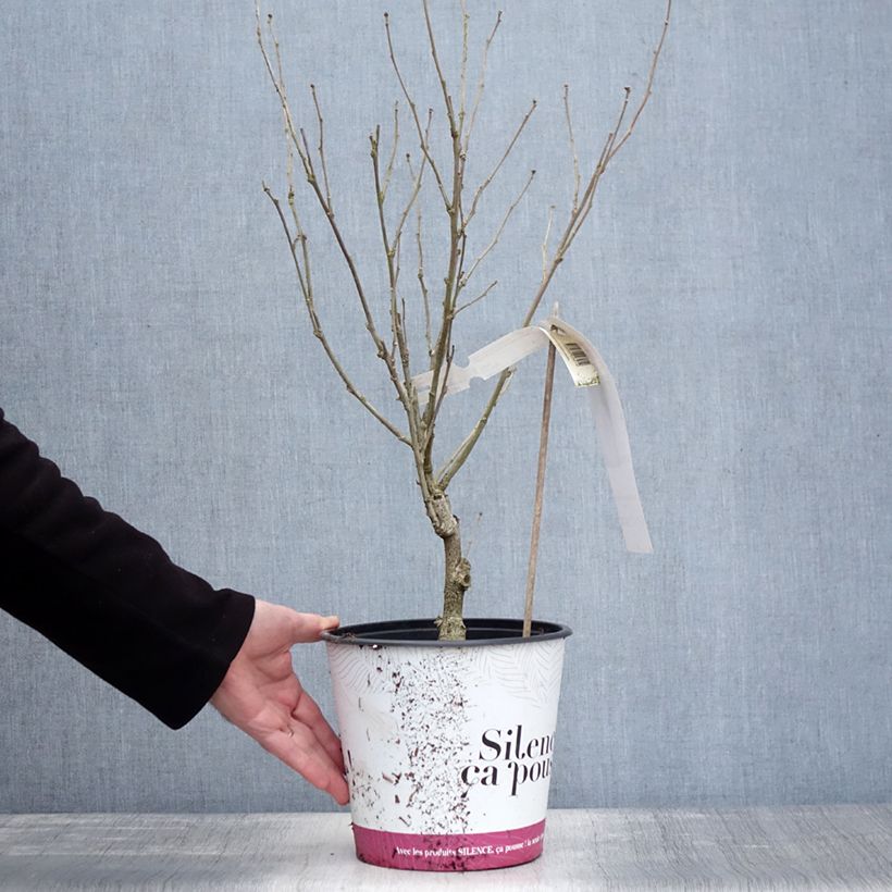 Spécimen de Hibiscus syriacus B'twist Lavender - Althéa lavande à coeur rouge Pot de 4L/5L tel que livré en hiver