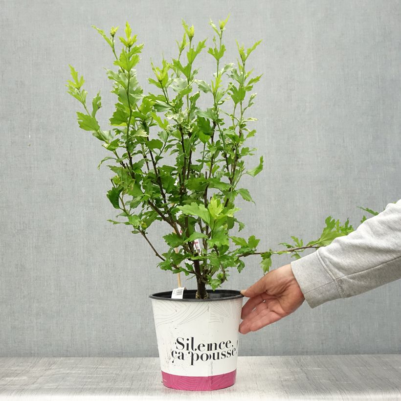 Spécimen de Hibiscus syriacus B'twist Lavender - Althéa lavande à coeur rouge Pot de 4L/5L tel que livré au printemps