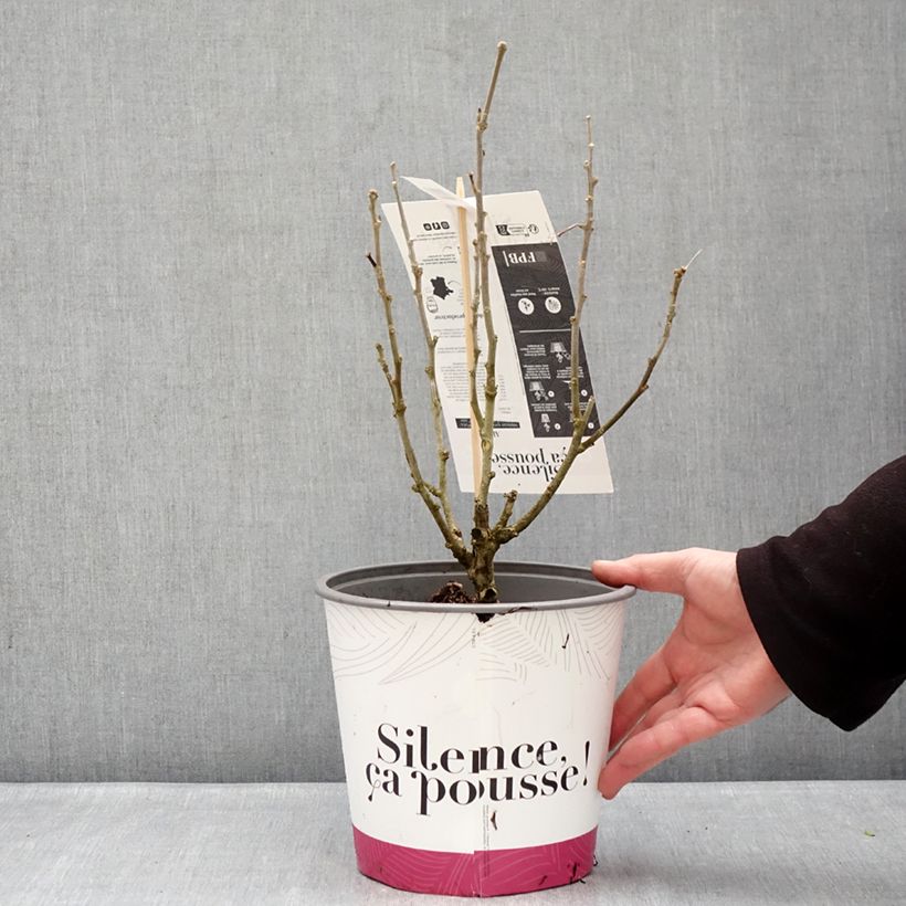 Spécimen de Hibiscus syriacus Beautifull Cobalt - Althéa double Pot de 4L/5L tel que livré en hiver