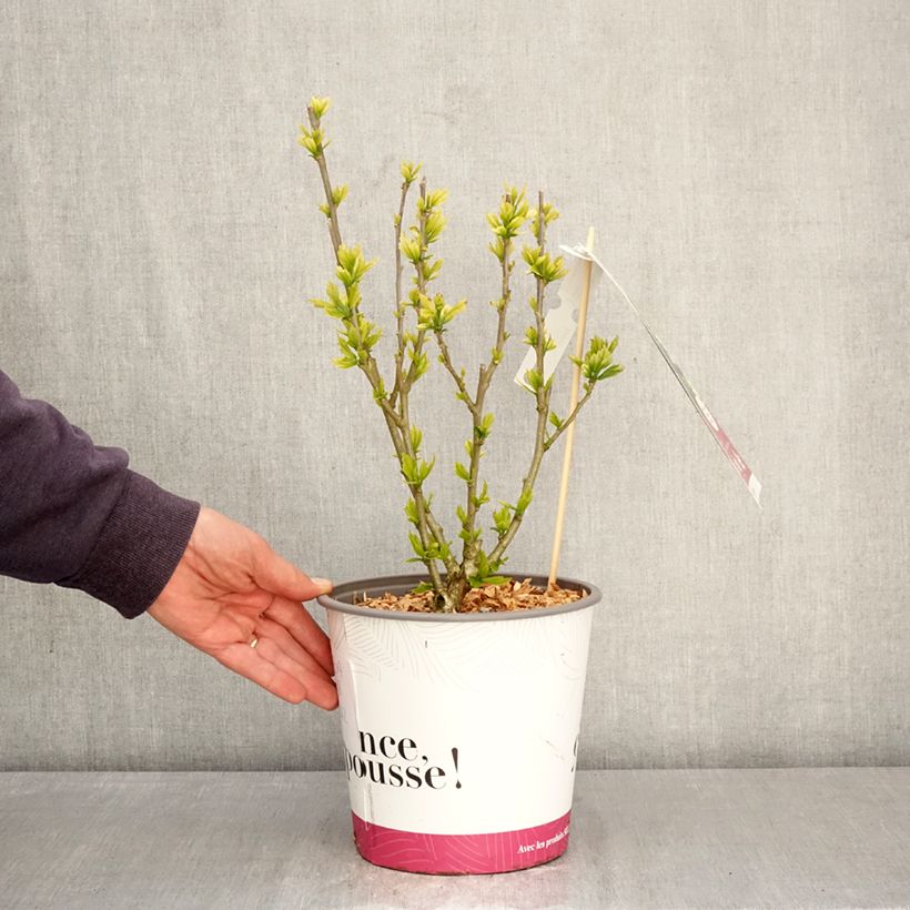 Spécimen de Hibiscus syriacus Beautifull Cobalt - Althéa double Pot de 4L/5L tel que livré au printemps