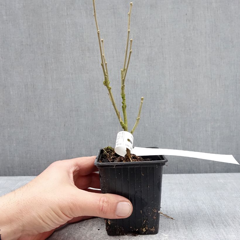 Spécimen de Hibiscus syriacus Beautifull Magenta - Althéa double Godet de 8/9 cm tel que livré en hiver