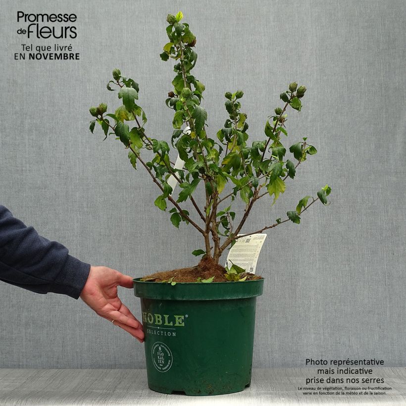 Spécimen de Hibiscus syriacus Blue Chiffon - Althea bleu double Pot de 6L/7L tel que livré en automne
