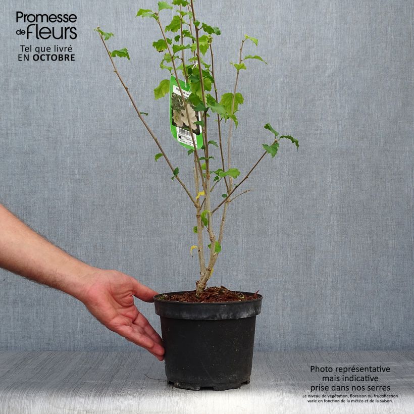 Spécimen de Hibiscus syriacus Diana - Althéa blanc Pot de 3L/4L tel que livré en automne