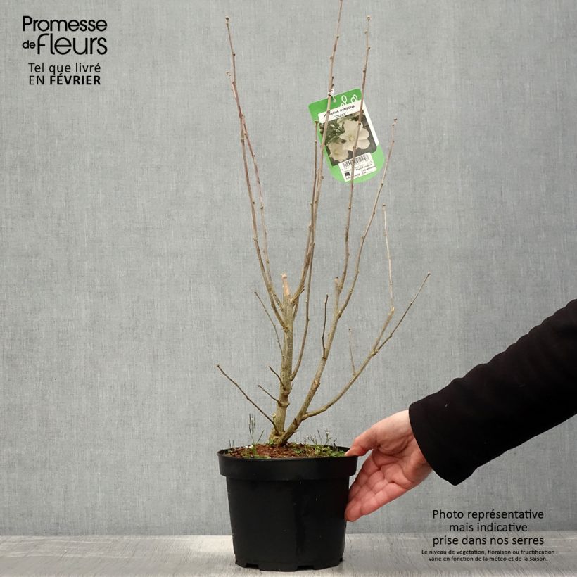 Spécimen de Hibiscus syriacus Diana - Althéa blanc Pot de 3L/4L tel que livré en hiver