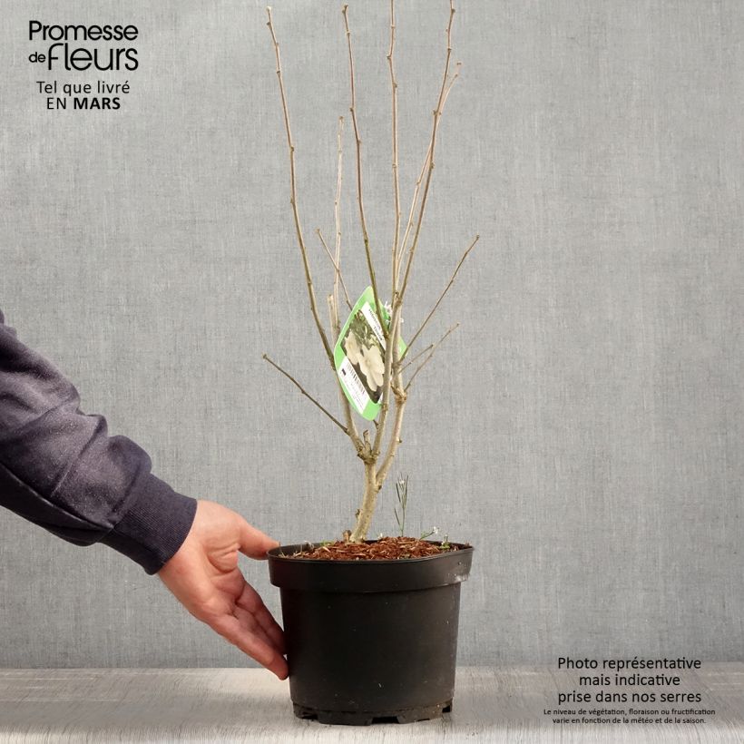 Exemplar von Garten-Hibiscus Diana - Hibiscus syriacus Topf mit 3L/4L wie im Frühjahr geliefert