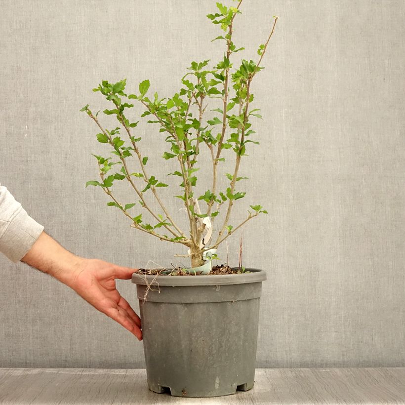 Spécimen de Hibiscus syriacus Eléonore - Althéa simple, blanc pur Pot de 7,5L/10L tel que livré en automne