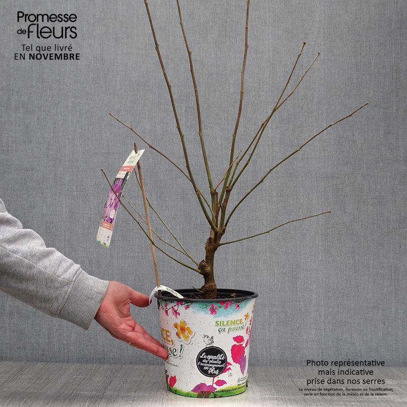 Spécimen de Hibiscus syriacus Eruption - Althéa ou mauve en arbre Pot de 4L/5L tel que livré en automne