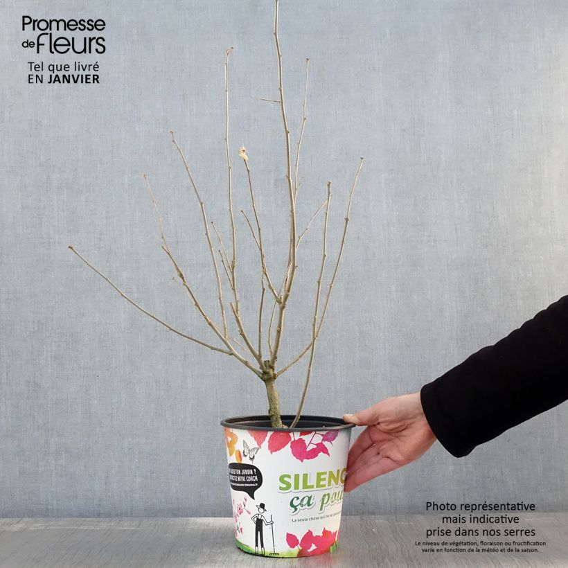 Spécimen de Hibiscus syriacus Eruption - Althéa ou mauve en arbre Pot de 4L/5L tel que livré en hiver