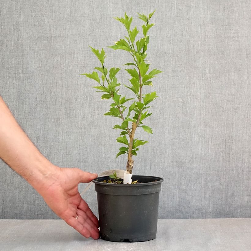 Spécimen de Hibiscus syriacus Flower Tower Purple - Althea rose à coeur rouge Pot de 1,5L/2L tel que livré au printemps