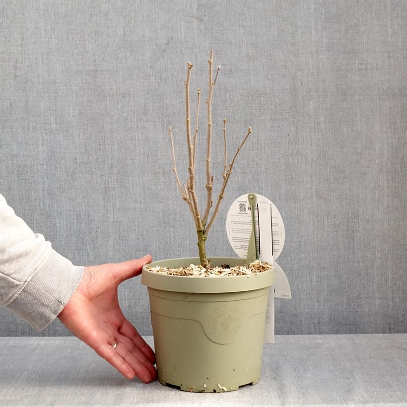 Spécimen de Hibiscus syriacus Flower Tower Purple - Althea rose à coeur rouge Pot de 3L/4L tel que livré en hiver