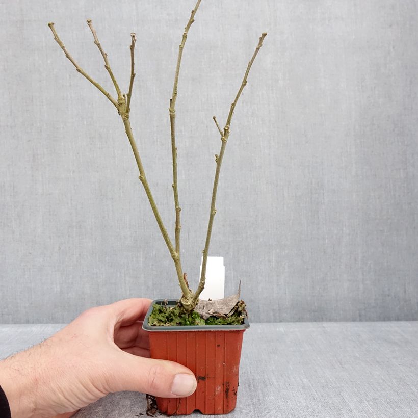 Spécimen de Hibiscus syriacus Flower Tower White - Althea blanc Godet de 8/9 cm tel que livré en hiver