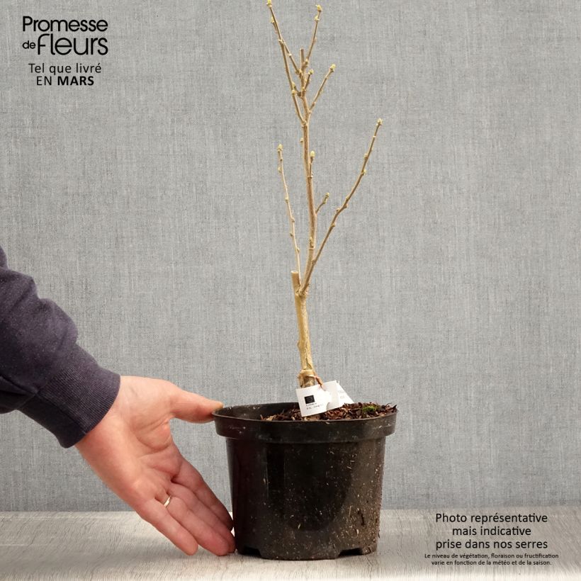 Hibiscus syriacus Flower Tower White - Ibisco Vaso da 1,5L/2L esemplare consegnato in primavera