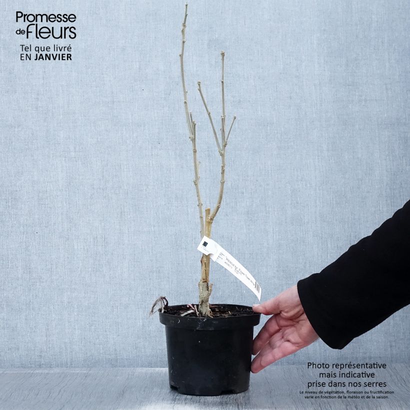 Spécimen de Hibiscus syriacus Flower Tower White - Althea blanc Pot de 1,5L/2L tel que livré en hiver