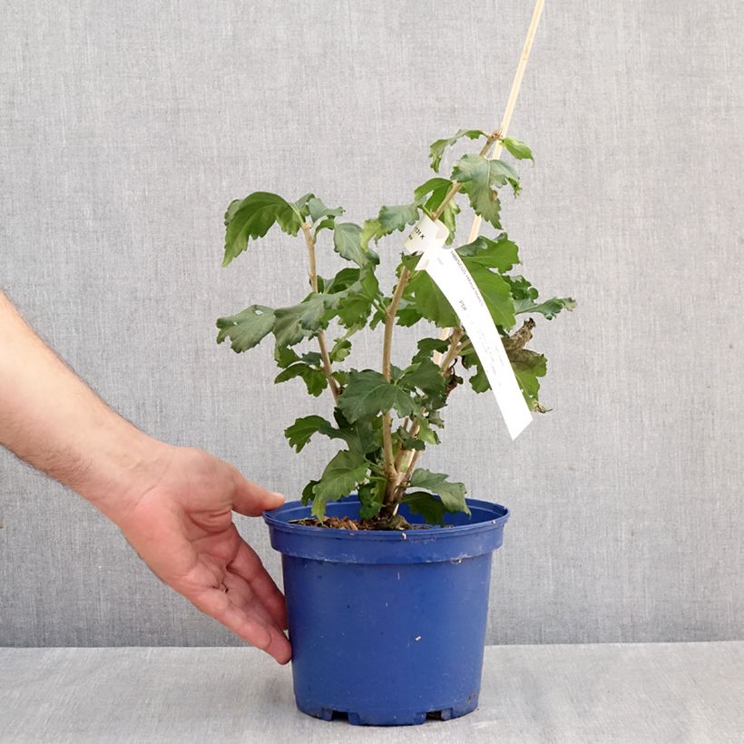 Spécimen de Hibiscus syriacus Hibisa Blanco - Althéa Pot de 3L/4L tel que livré en automne