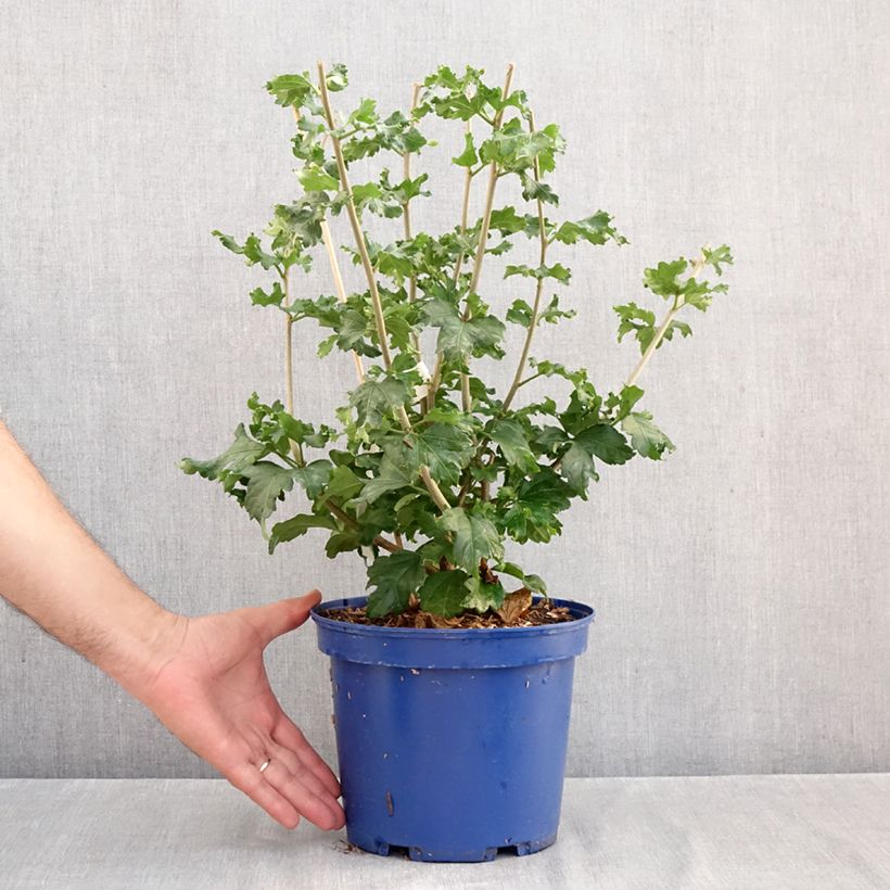 Spécimen de Hibiscus syriacus Hibisa Cocktail - Althéa Pot de 3L/4L tel que livré en automne