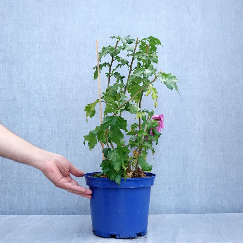 Spécimen de Hibiscus syriacus Hibisa Rosada - Althéa Pot de 3L/4L tel que livré en automne