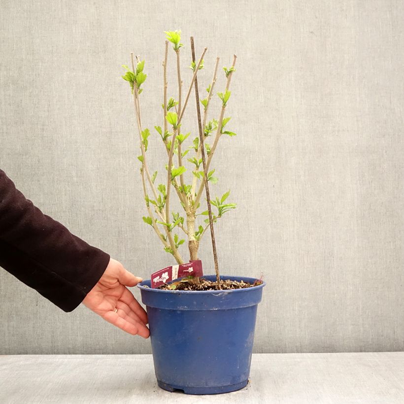 Spécimen de Hibiscus syriacus Hibisa Sangria - Althéa Pot de 3L/4L tel que livré au printemps