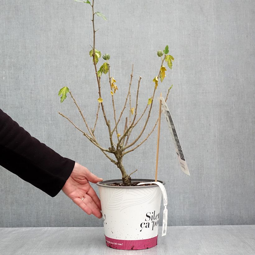 Spécimen de Hibiscus syriacus Igloo - Althéa double Pot de 4L/5L tel que livré en automne