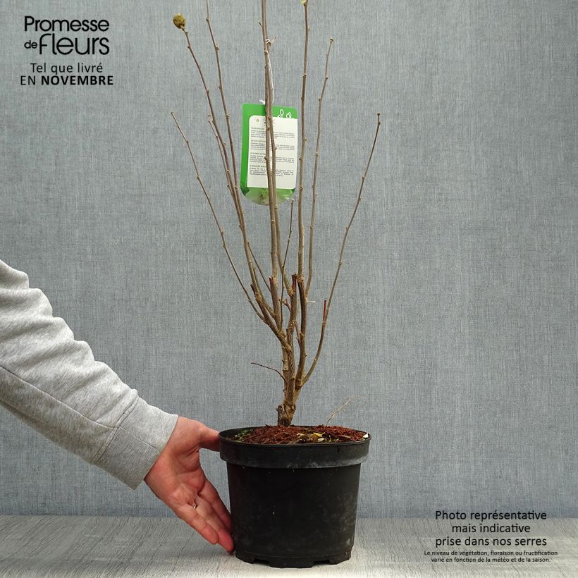 Spécimen de Hibiscus syriacus Lady Stanley - Althéa semi-double bicolore Pot de 3L/4L tel que livré en automne