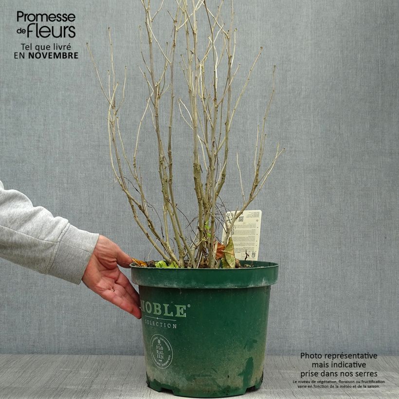 Spécimen de Hibiscus syriacus Lavender Chiffon - Althéa rose Pot de 6L/7L tel que livré en automne