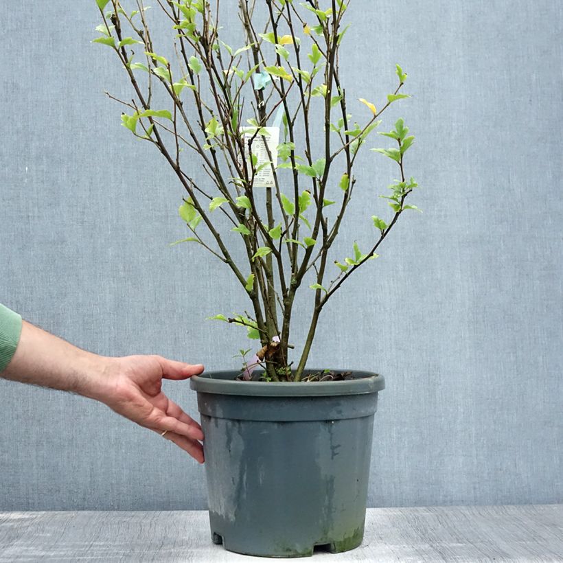 Spécimen de Hibiscus syriacus Lavender Chiffon - Althéa rose Pot de 6L/7L tel que livré en été