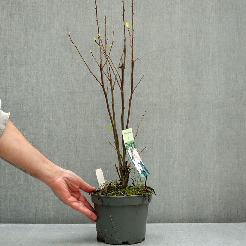 Spécimen de Hibiscus syriacus Leopoldii - Althea en arbre Pot de 2L/3L tel que livré en automne