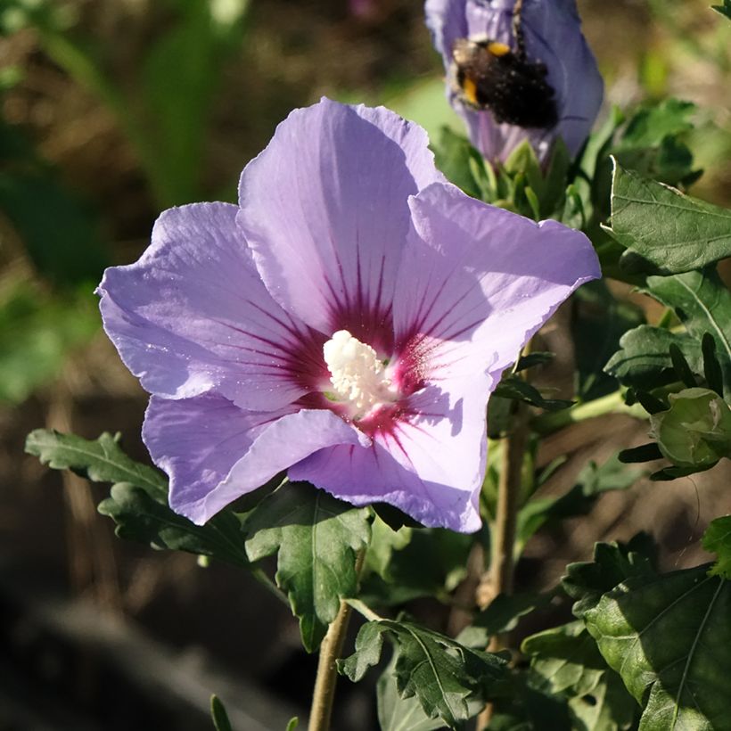 Hibiscus syriacus Oiseau Bleu (Marina) - Althéa bleu (Floraison)