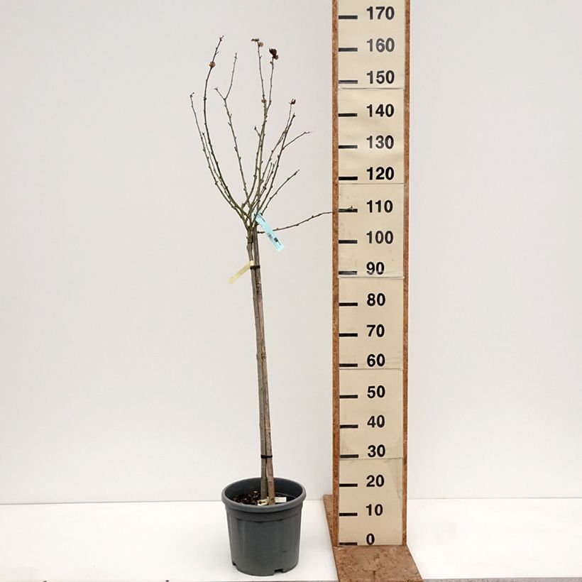 Spécimen de Hibiscus syriacus Oiseau Bleu (Marina) - Althéa bleu Pot de 7,5L/10L, Demi-Tige tel que livré en hiver