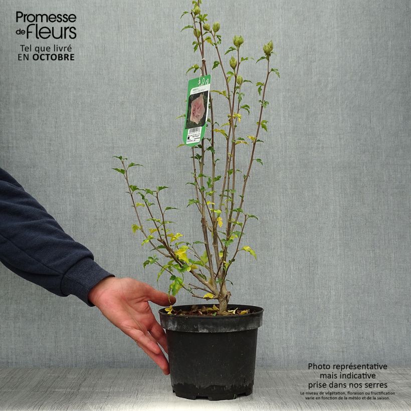 Spécimen de Hibiscus syriacus Pink Chiffon - Althéa semi-double rose pâle Pot de 3L/4L tel que livré en automne