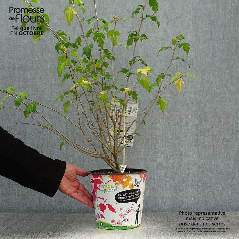 Spécimen de Hibiscus syriacus Pinky Spot - Althéa rose Pot de 4L/5L tel que livré en automne