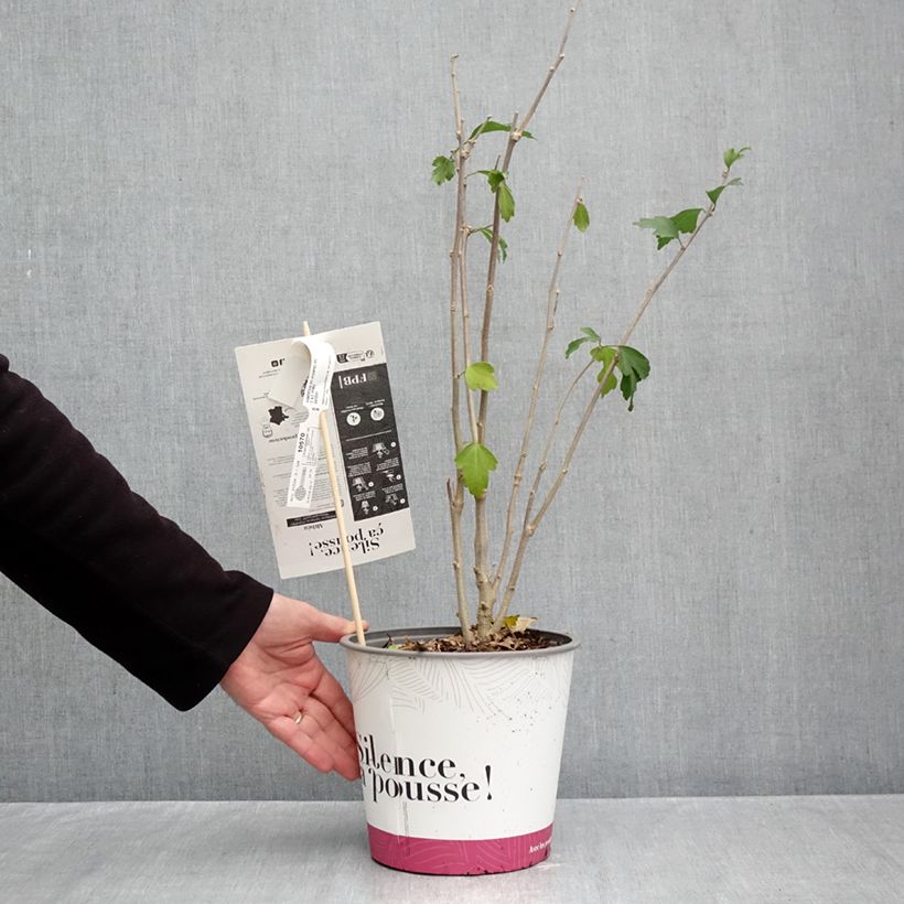 Spécimen de Hibiscus syriacus Pompei - Althéa double Pot de 4L/5L tel que livré en automne
