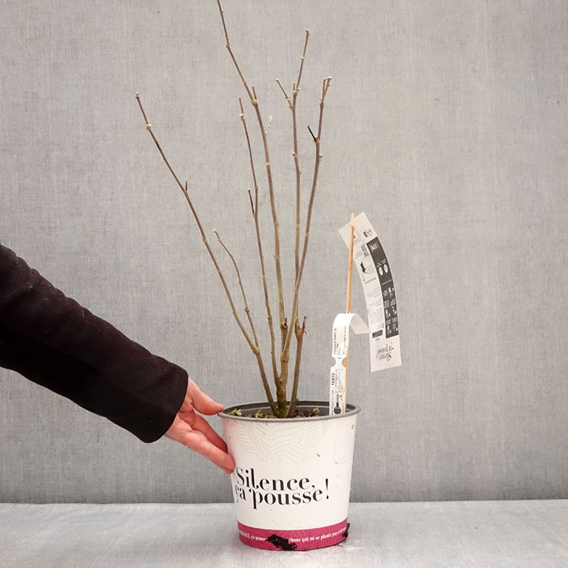 Spécimen de Hibiscus syriacus Pompei - Althéa double Pot de 4L/5L tel que livré en hiver