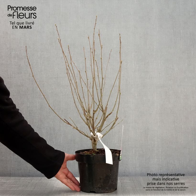 Spécimen de Hibiscus syriacus Purple Ruffles - Althea double pourpre Pot de 3L/4L tel que livré au printemps